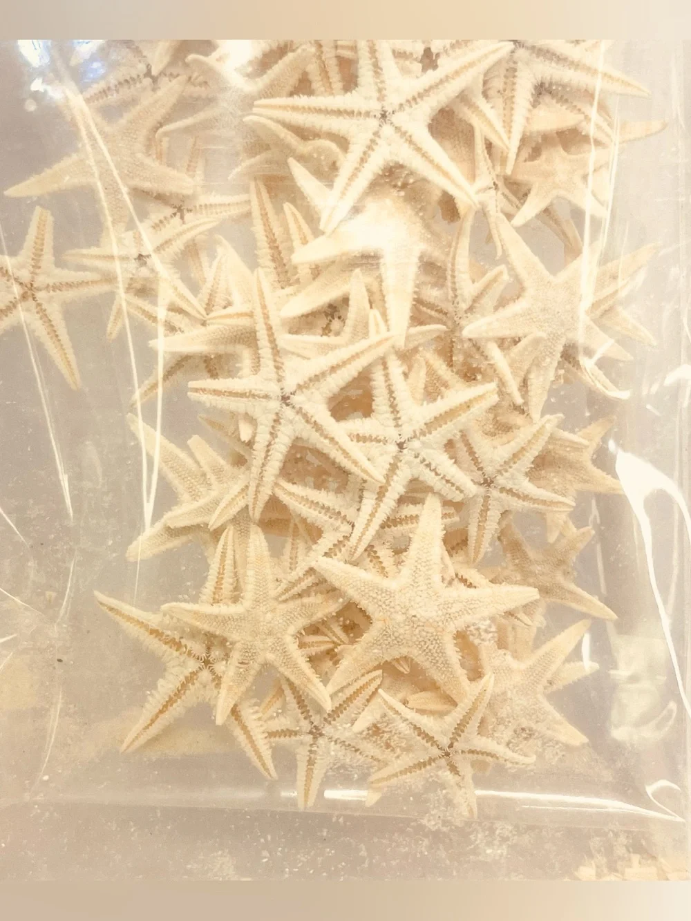 Genuine Real Mini Starfish for Crafts Crafting Resin Wedding Nautical Tabletop